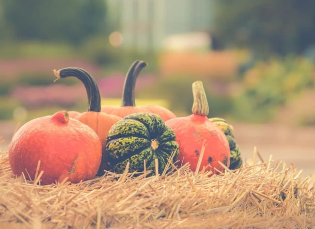 Autumn Feast Night